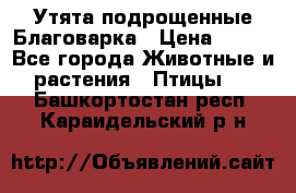 Утята подрощенные Благоварка › Цена ­ 100 - Все города Животные и растения » Птицы   . Башкортостан респ.,Караидельский р-н